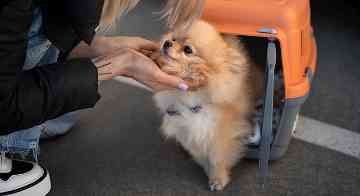 Pet Relocation service