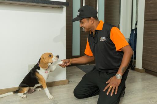 Pet-Friendly Apartments in Hong Kong
