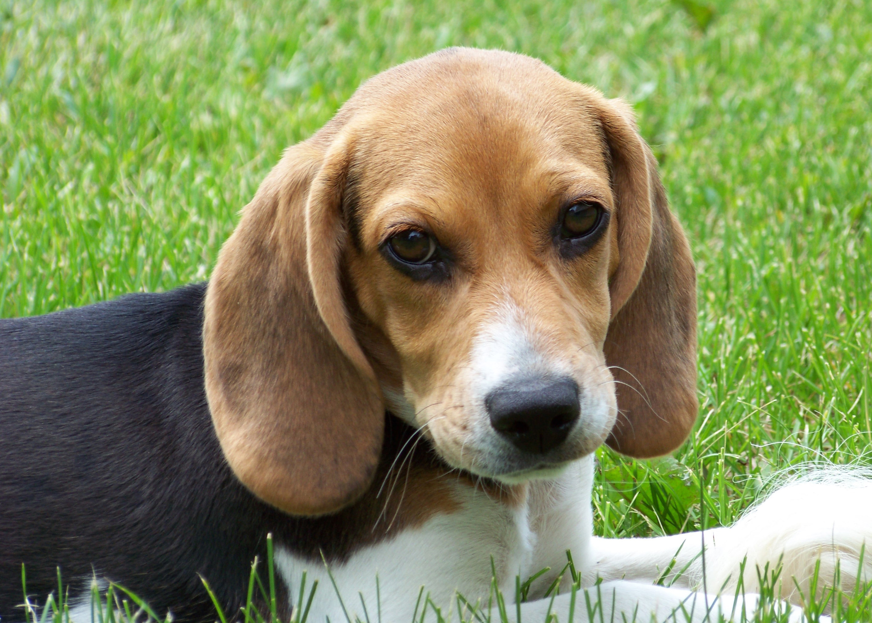 Pet Relocation – What you Need to Know Pet Relocation – What you Need to Know